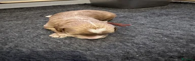 Puppy 7. Orange 