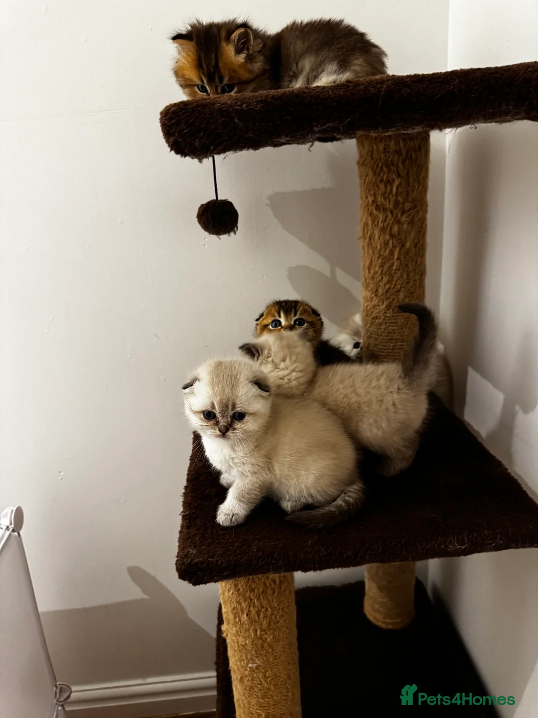 Scottish Fold cats for sale: Purebred Chinchilla Scottish Fold Kittens  🐾 - Advert 7