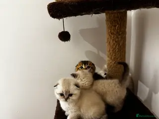 Scottish Fold cats Purebred Chinchilla Scottish Fold Kittens 🐾 - Advert 3
