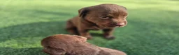 Labrador Retriever dogs for sale: Adorable chunky lab puppies  - Advert 16