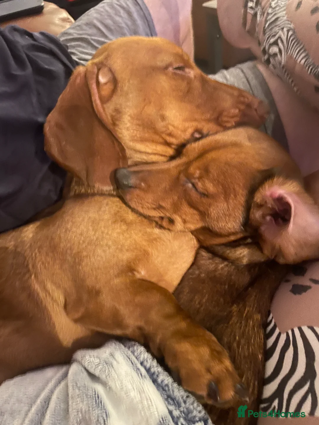 Mixed Breed dogs for sale: 4 male dachshund - dachshund- jacawawa - Advert 2