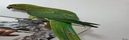 Ringnecks birds for sale: Hand-Reared Baby. R Ringnecks  for Sale  - Advert 4