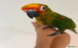 Mixed Breed birds for sale: Various birds for sale - Image 3