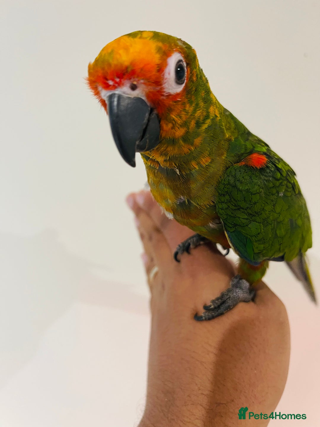 Mixed Breed birds for sale: Various birds for sale - Image 3