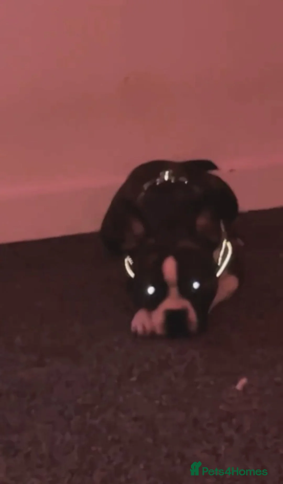 Mixed Breed dogs for sale: Frenchie X Staffordshire Bull Terrier in Glasgow - Advert 3