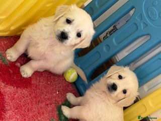 Golden Retriever dogs Exceptional litter of kc healthy golden retrievers - Advert 7