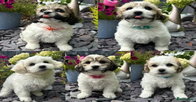 Mixed Breed dogs - Advert 2