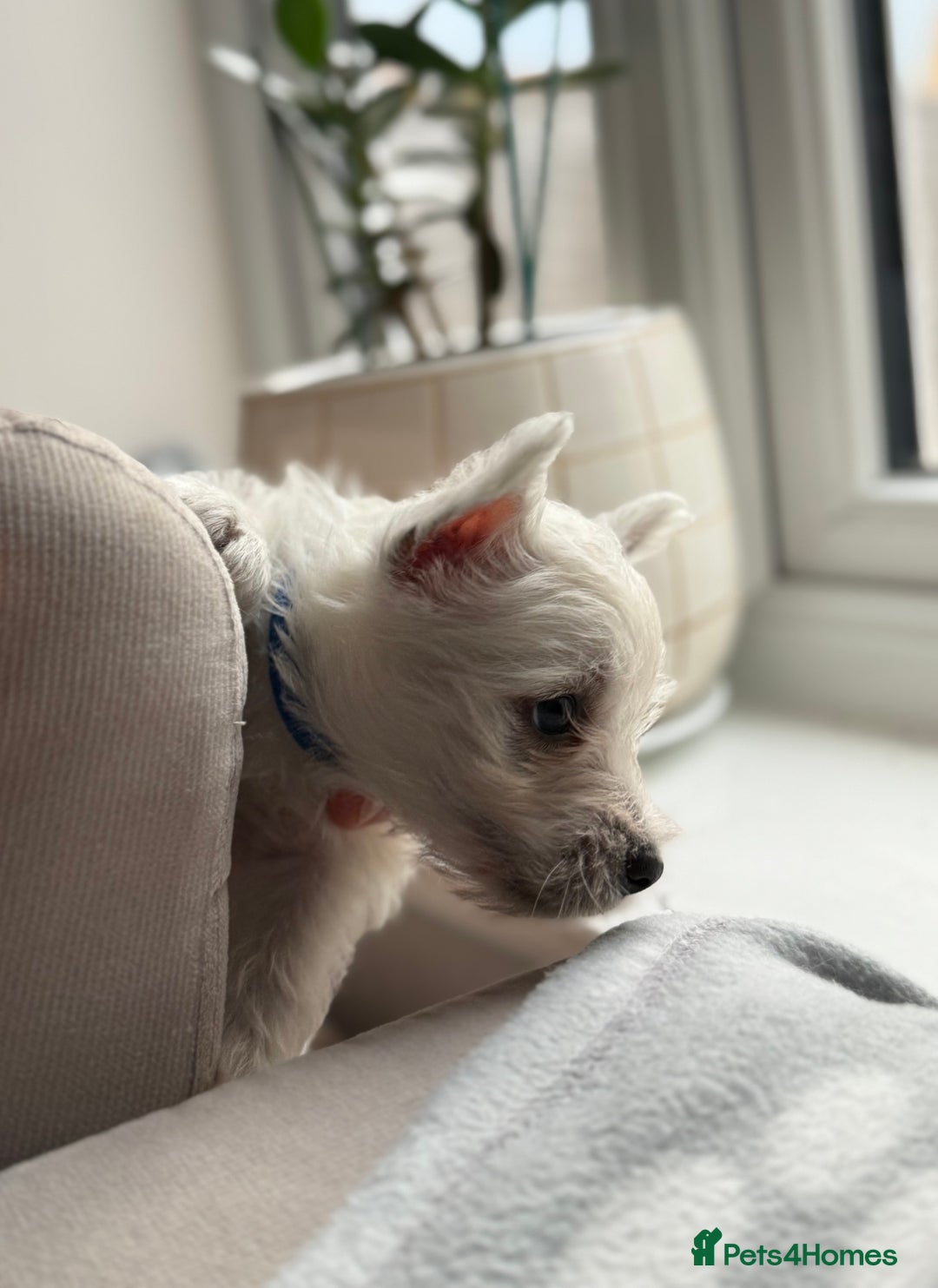 West Highland Terrier dogs for sale: Only 4 Westie Puppies Left – Ready for Homes Now! - Advert 16