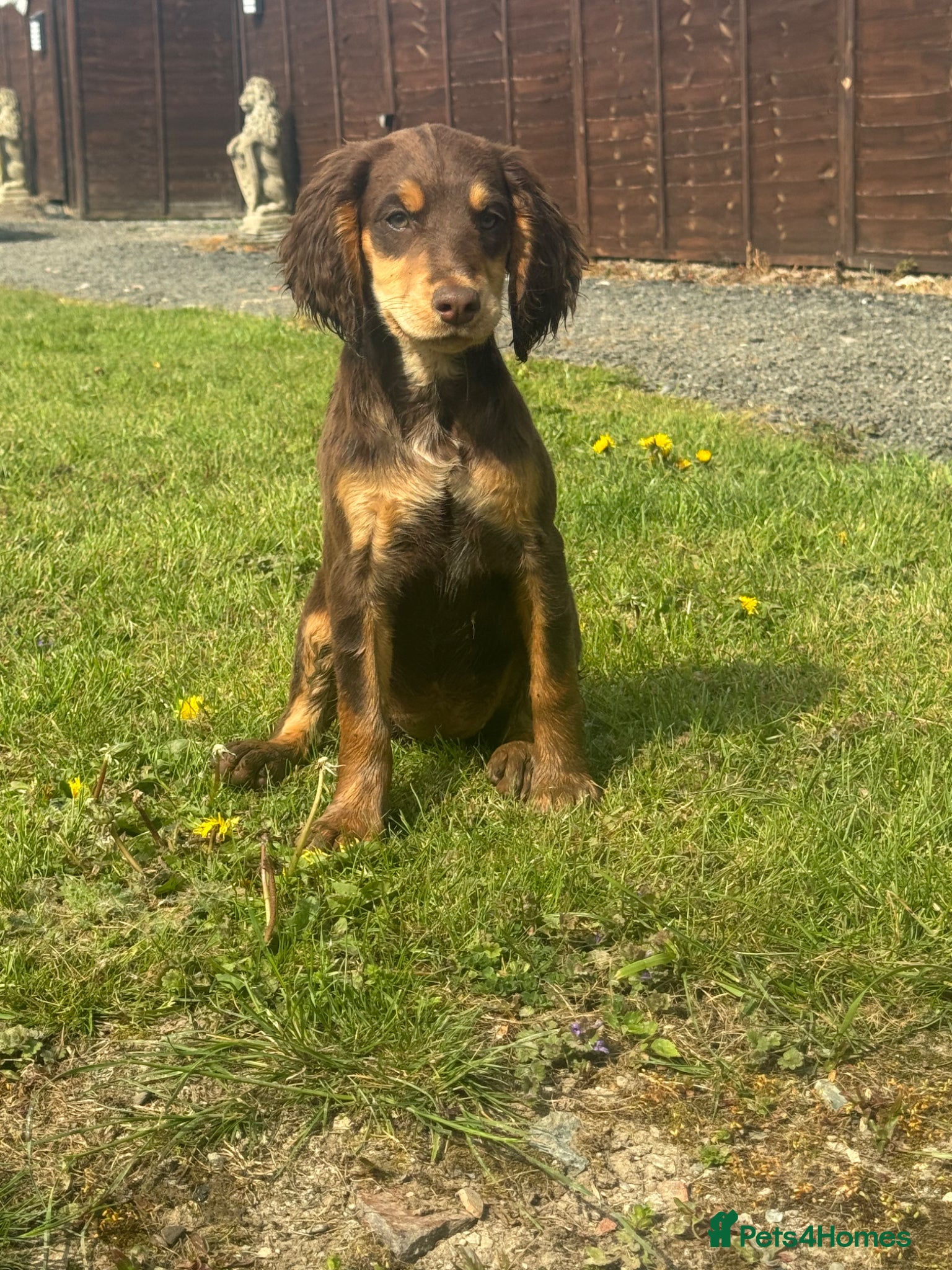 Sprocker dogs Healthy checked DNA clear stunning happy pups - Advert 1
