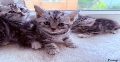 British Shorthair cats - Advert 9