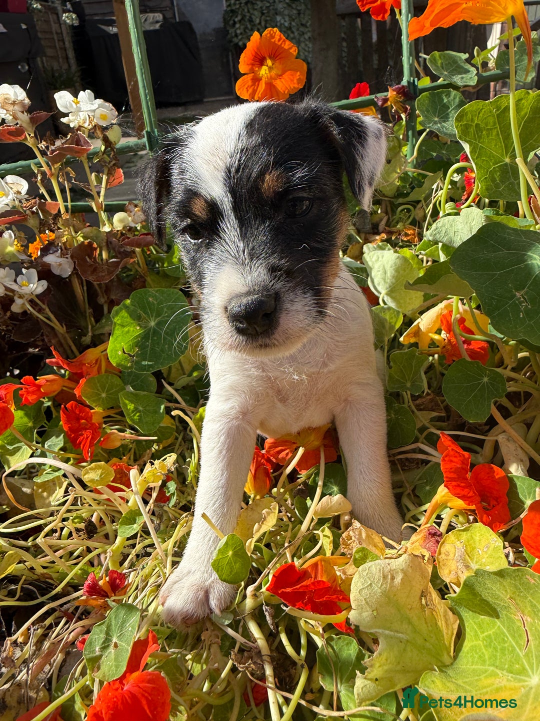 Parson Russell dogs for sale: KC Registered Parson Russell Terriers 2 Girls Left - Image 2