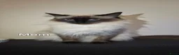 Ragdoll cats for sale: Fluffy ragdoll boy - Advert 5