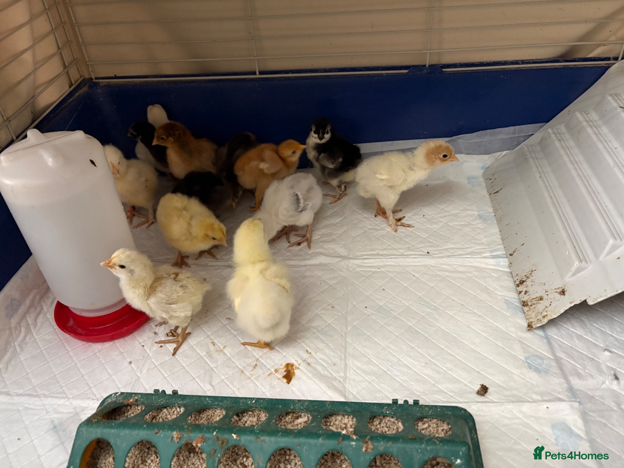 Mixed Breed poultry Cross breed chicks Unsexed £7 each - Advert 2