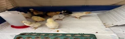 Mixed Breed poultry for sale: Cross breed chicks Unsexed £7 each - Advert 1