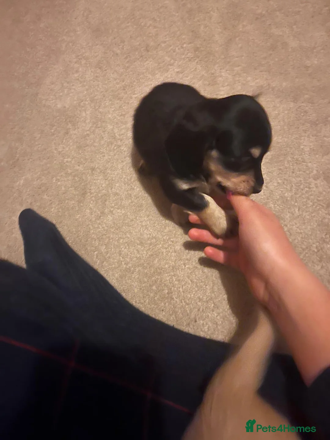 Miniature Dachshund dogs for sale: Little sausages with big characters  - Advert 30