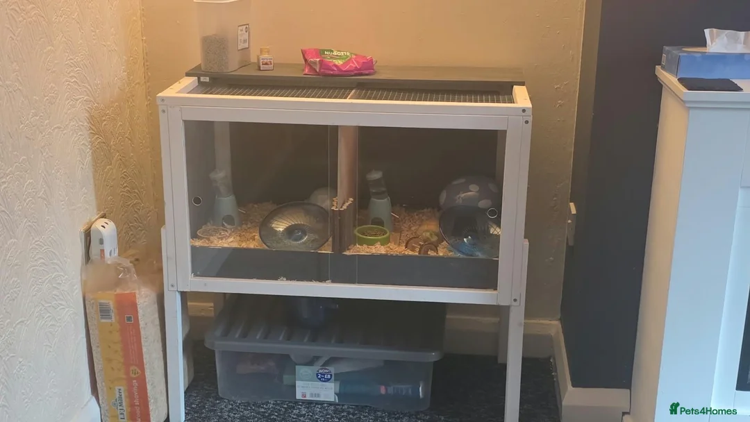 Hamster rodents for sale: Two male dwarf hamsters - Advert 2