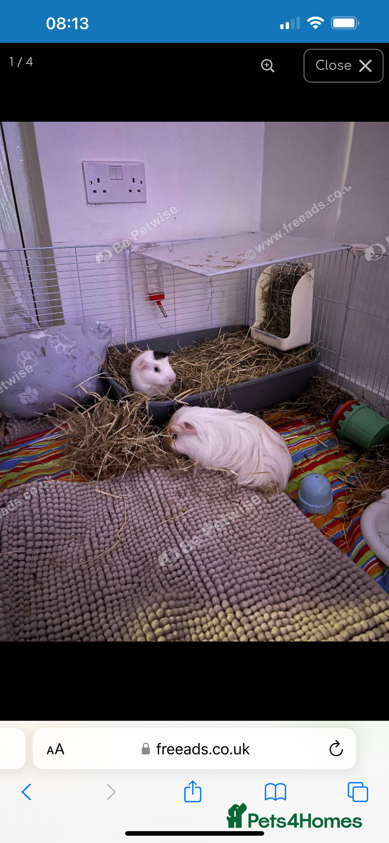 Guinea Pig rodents 2 14 week old males and set up - Advert 1