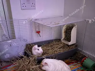Guinea Pig rodents 2 14 week old males and set up - Advert 20