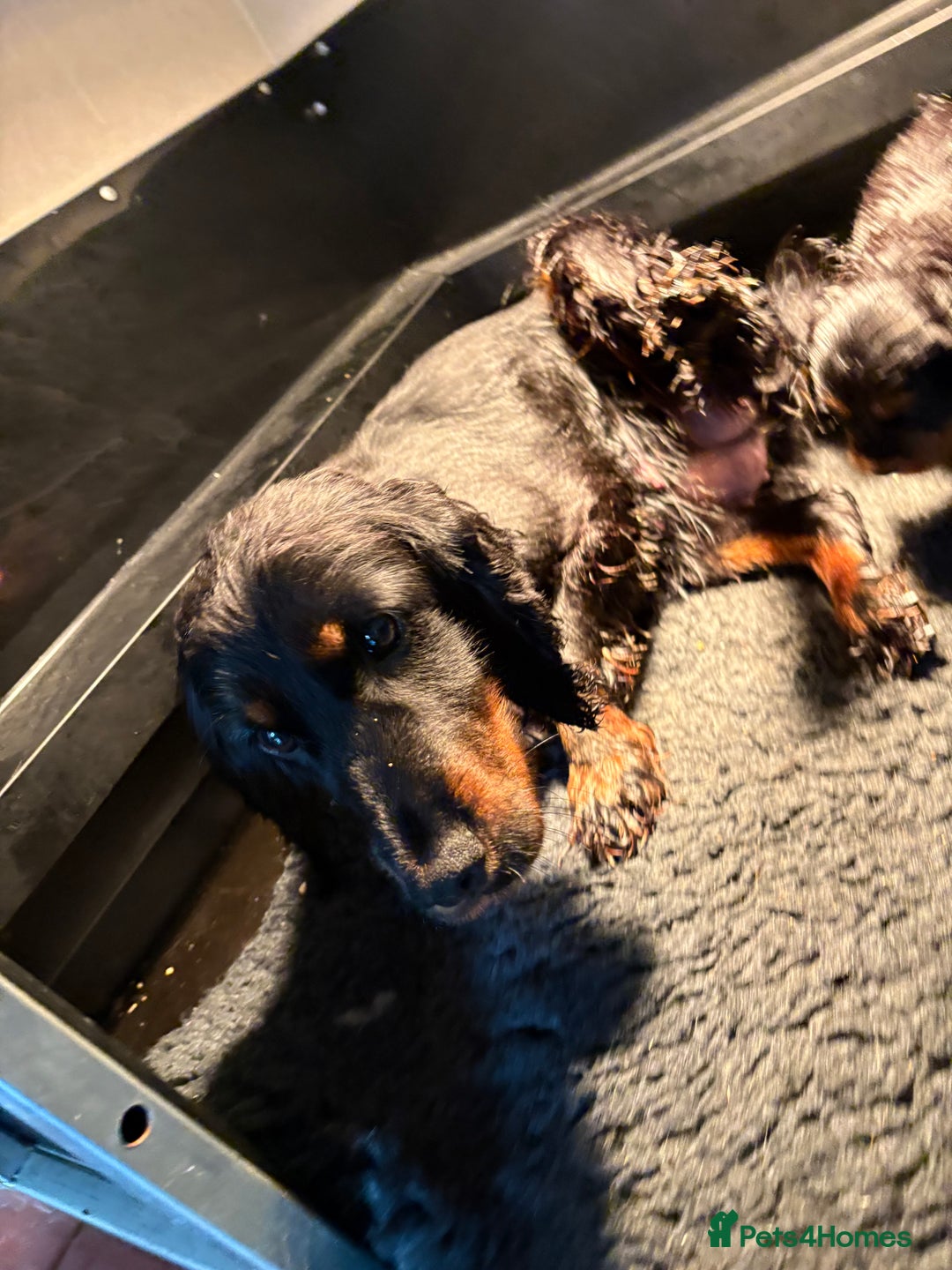 Cockapoo dogs for sale: Miniature cockapoos - Image 5