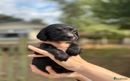 Sprocker dogs for sale: Sprocker Puppies - Image 5