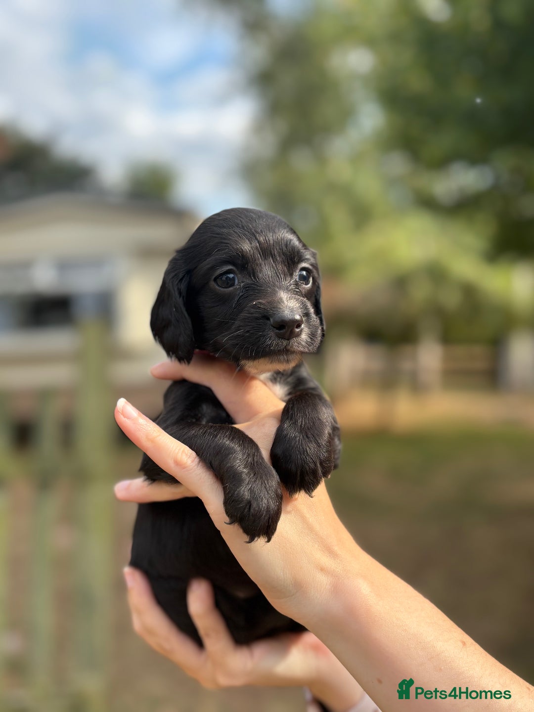 Sprocker dogs for sale: Sprocker Puppies - Image 5