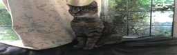 Domestic Shorthair cats for sale: Kittens For Their Next Journey - Advert 9