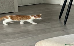 Mixed Breed cats for sale: Gorgeous Kittens for Sale - Image 13
