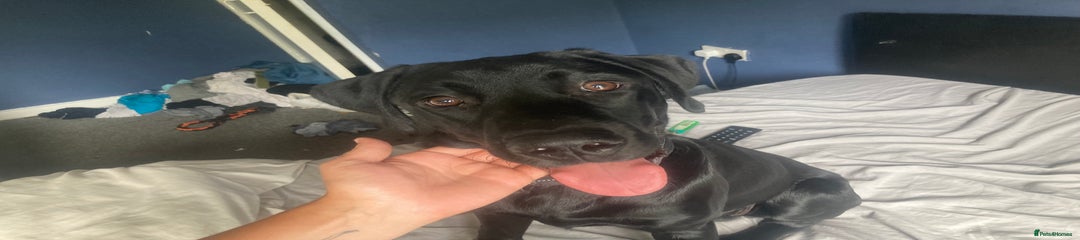 Labrador Retriever Puppy 1