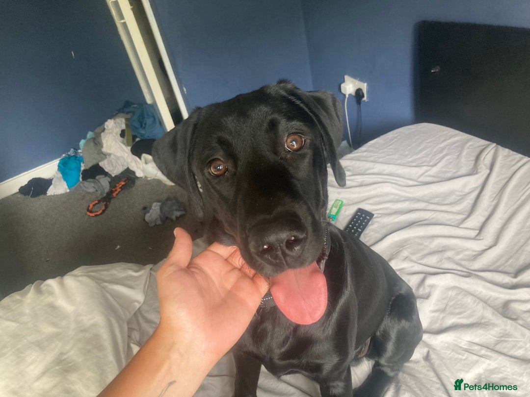 Labrador Retriever dogs for sale: 6 m/o male Labrador retriever  - Image 1