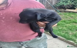 Mixed Breed dogs for sale:  Whippet × Patterdale Dog Pups - Image 6