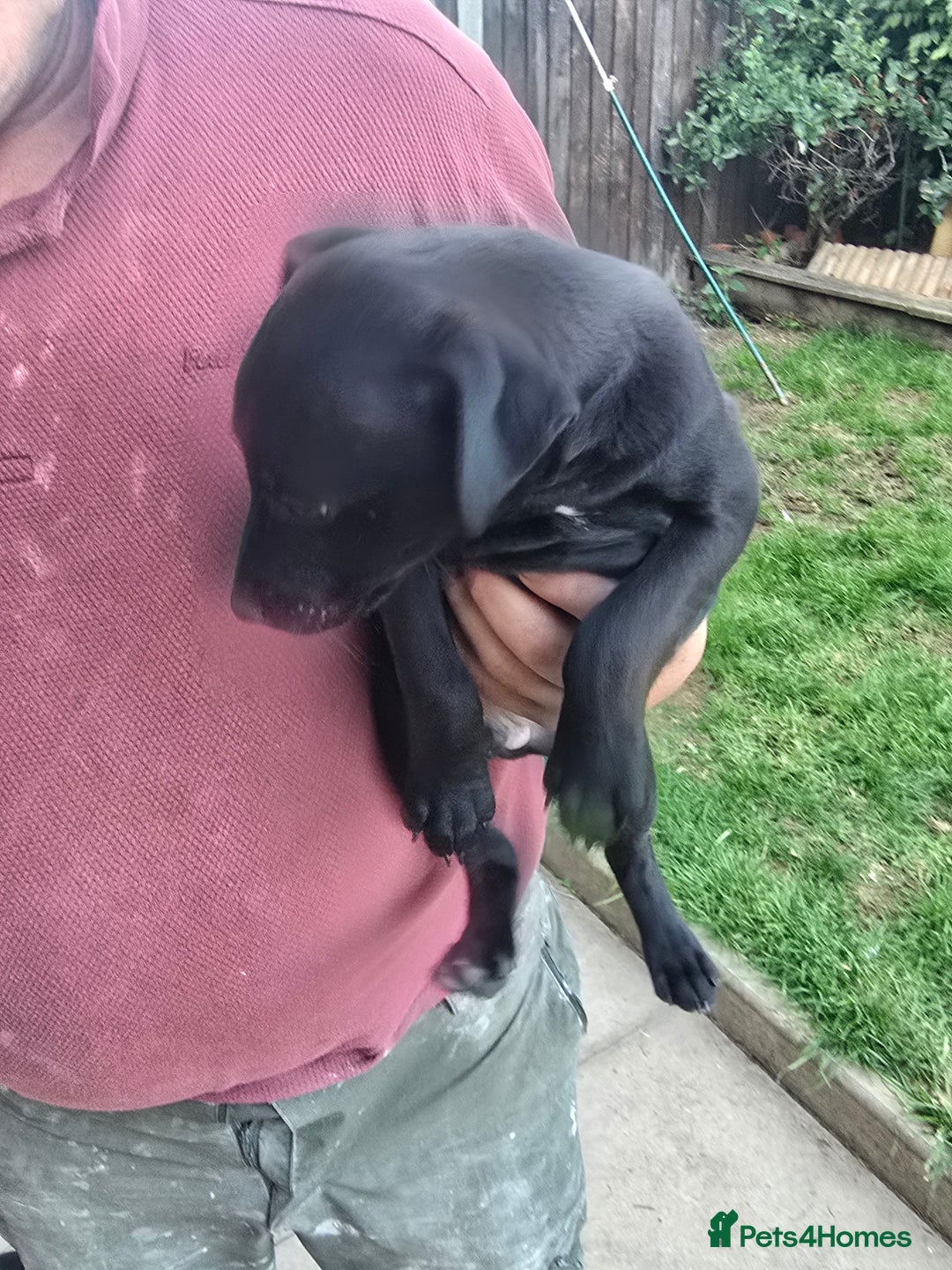 Mixed Breed dogs for sale:  Whippet × Patterdale Dog Pups - Image 6