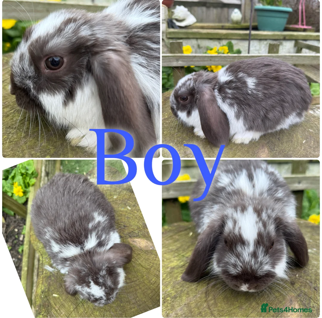 Mini Lop rabbits for sale: Beautiful Baby Mini Lop Rabbits For Sale 8 Weeks  - Advert 2