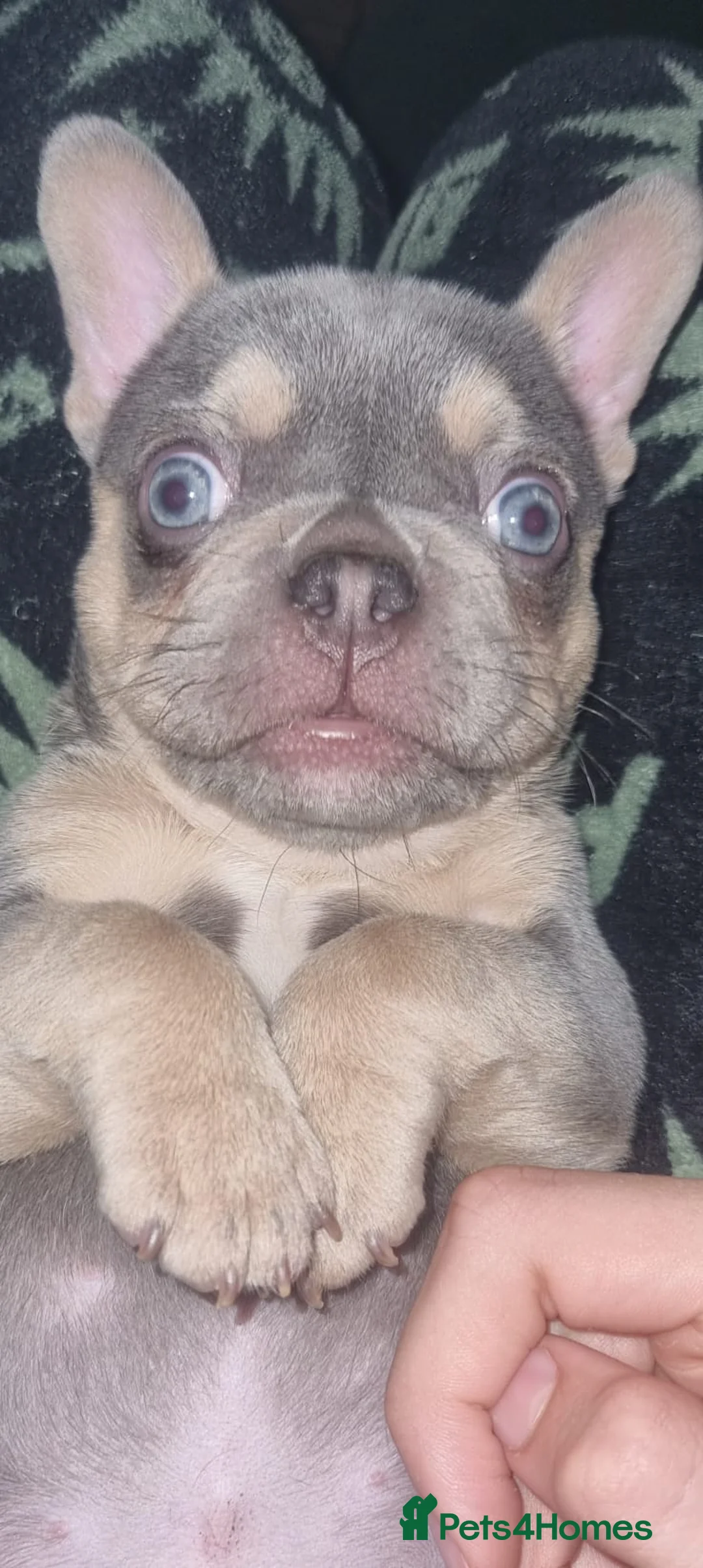 French Bulldog dogs for stud: 🔥 PLATINUM LILAC & TAN FLUFFY - WELL PROVEN- KC   in Blackpool - Advert 37