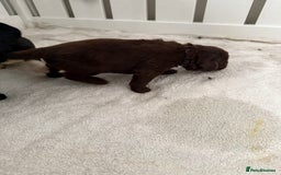 Newfoundland dogs for sale: KC registered Newfoundland Puppies. Health tested - Image 10