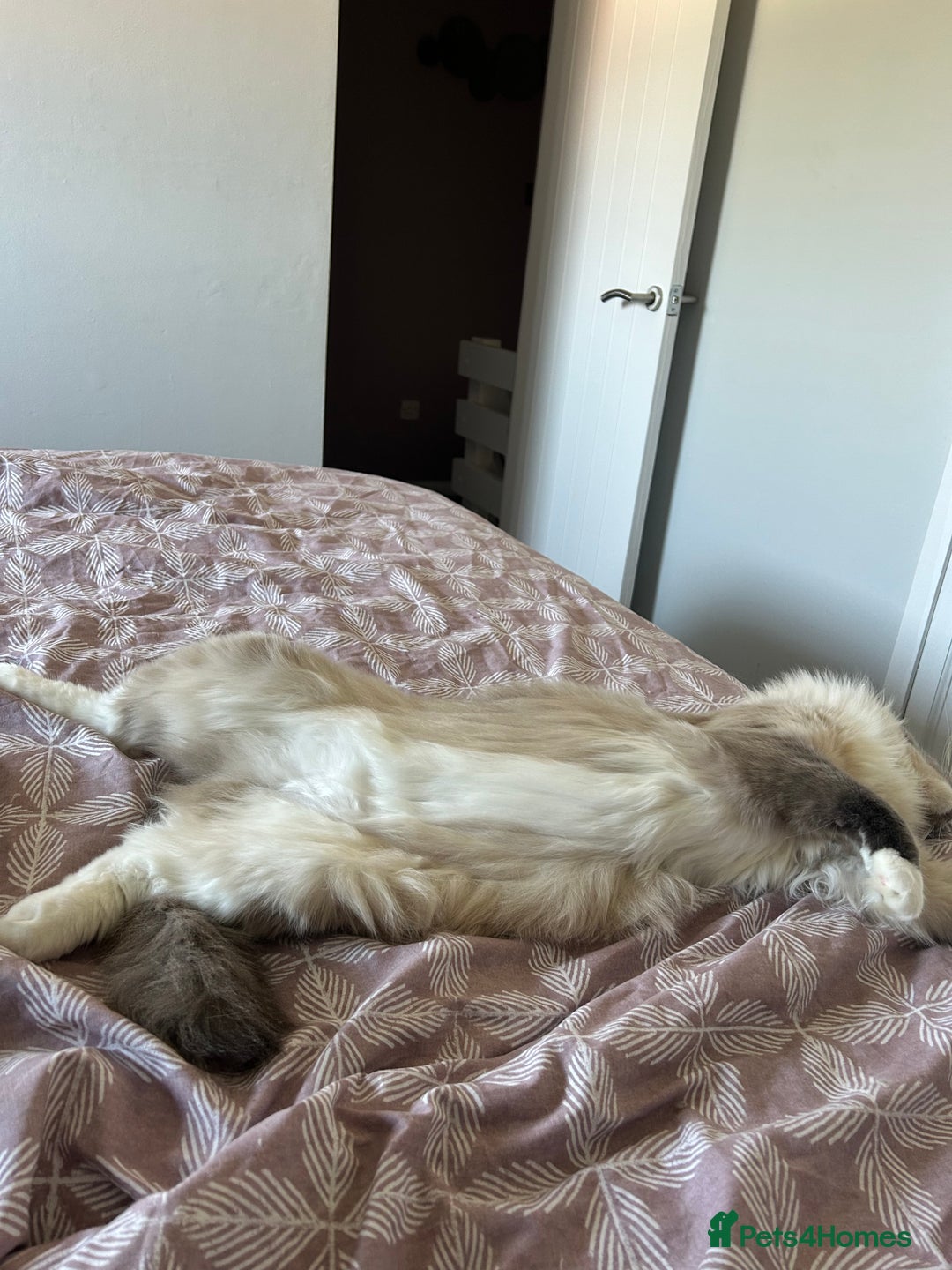 Ragdoll cats for sale: 2 yr old neutered blue mitted ragdoll - Image 7