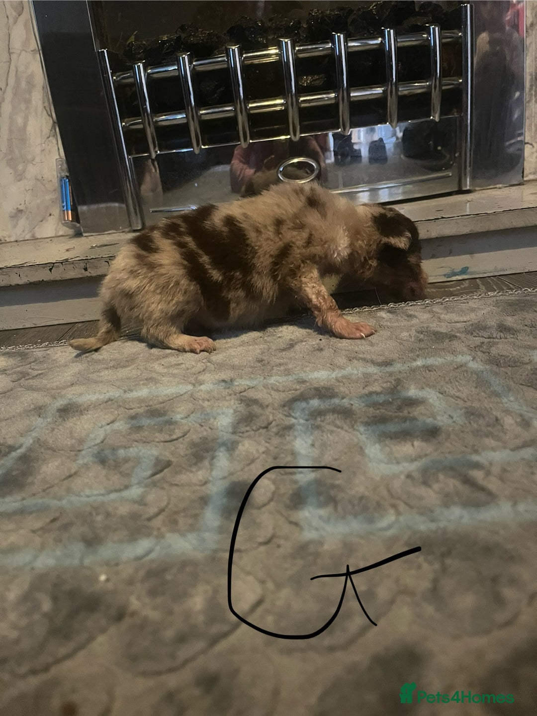 Border Collie dogs for sale: Border collie puppies - Image 8