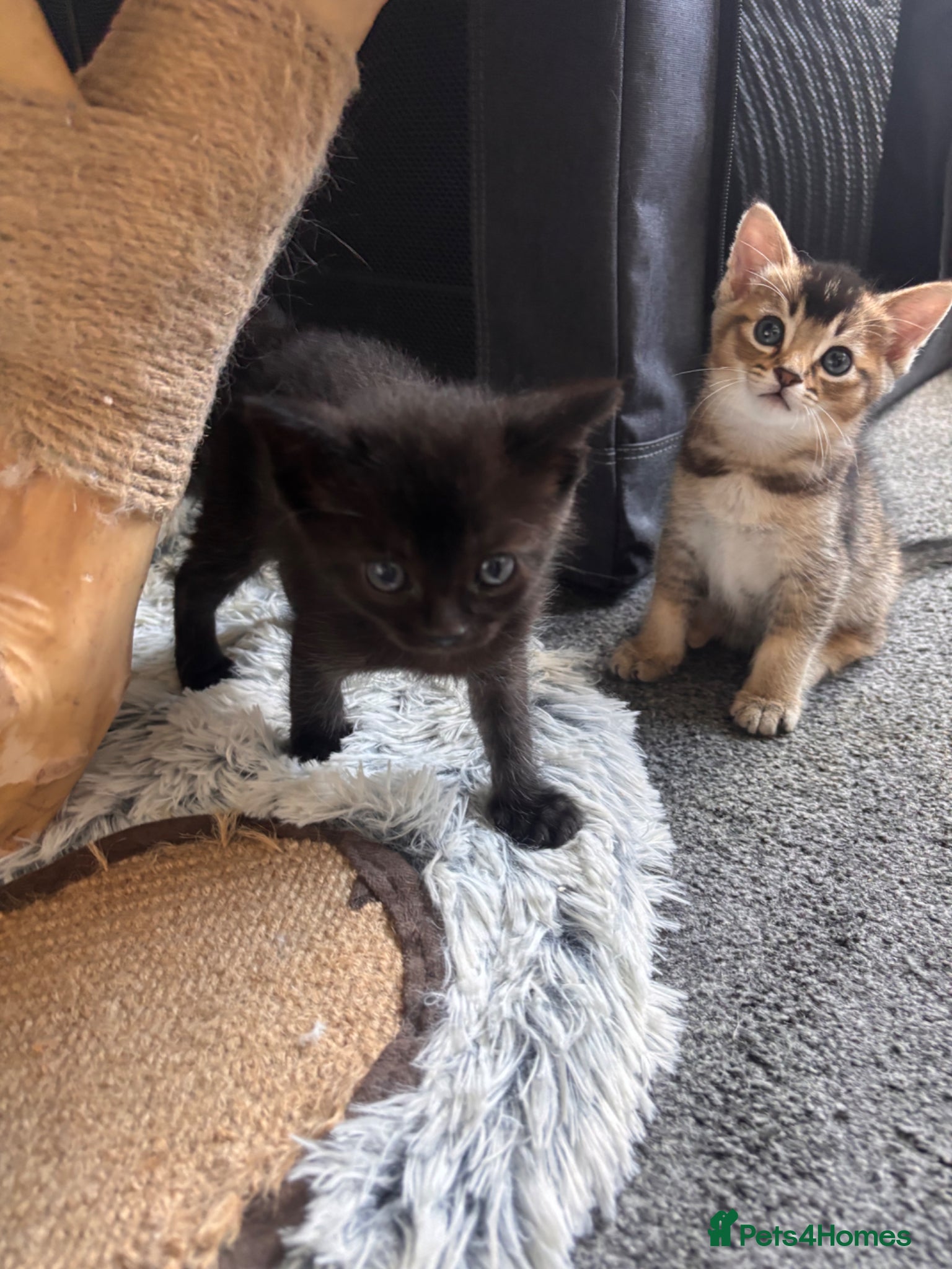 Mixed Breed cats for sale: Male kittens - Advert 1