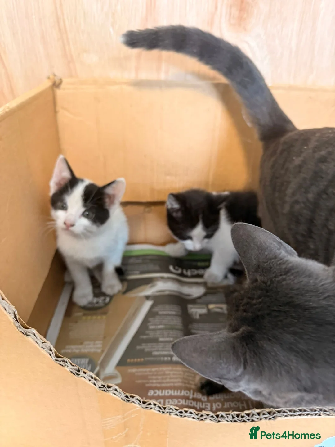 Mixed Breed cats for sale: Kittens for sale  in Liverpool - Advert 12