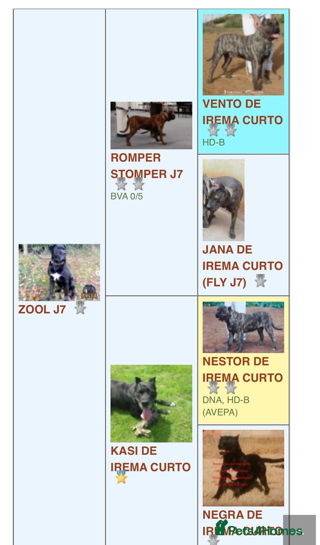 Presa Canario dogs for sale: Perro de presa canario - Advert 5