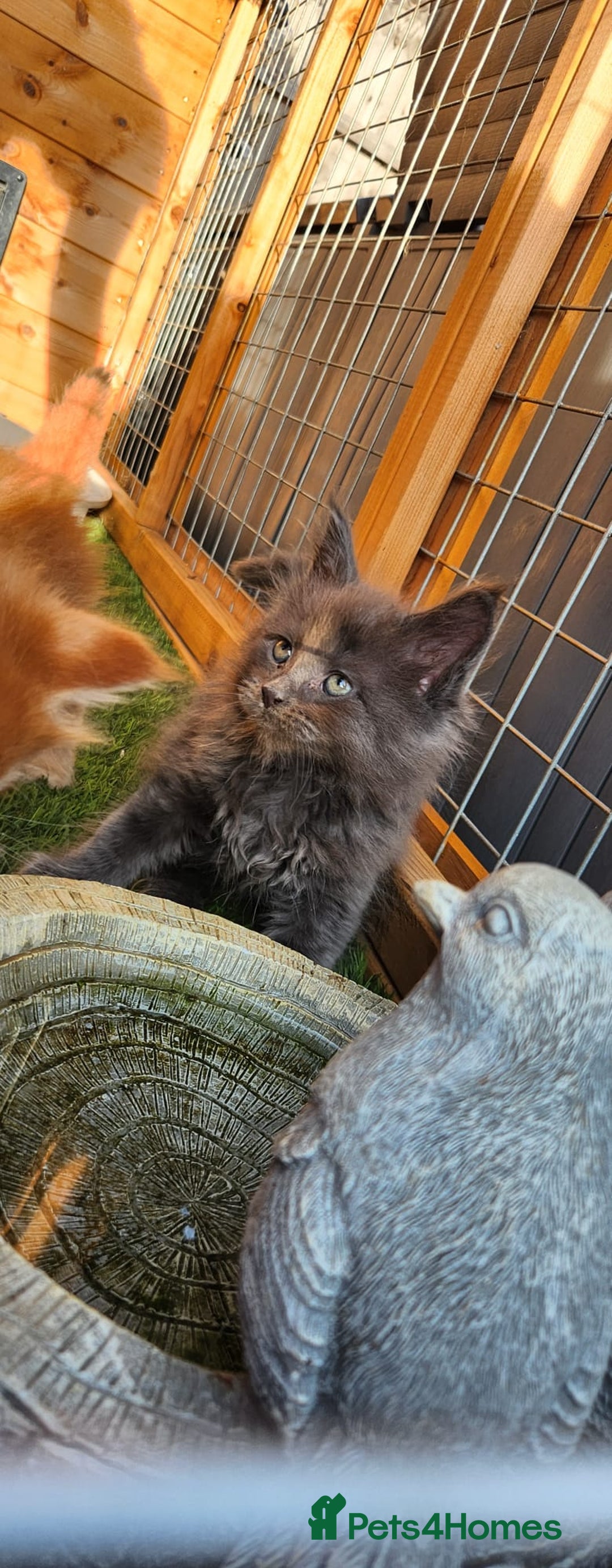 Maine Coon cats for sale: Big maine coon kittens  - Image 28