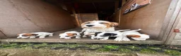 Jack Russell dogs for sale: 3 female Jack Russell puppies ready to go - Advert 1