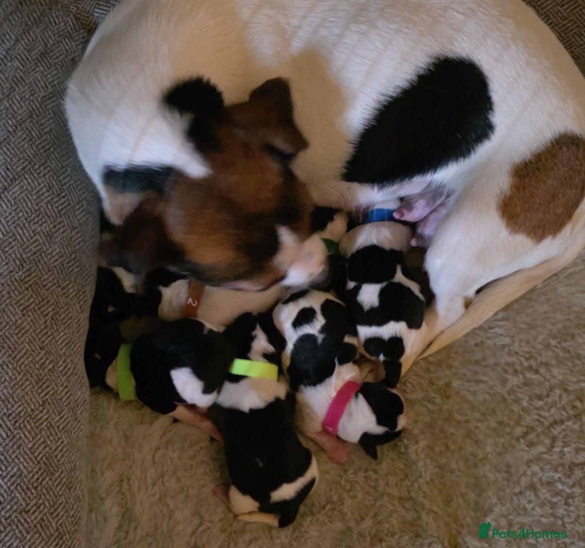 Jack Russell dogs 7 miniature jack russells  - Advert 1