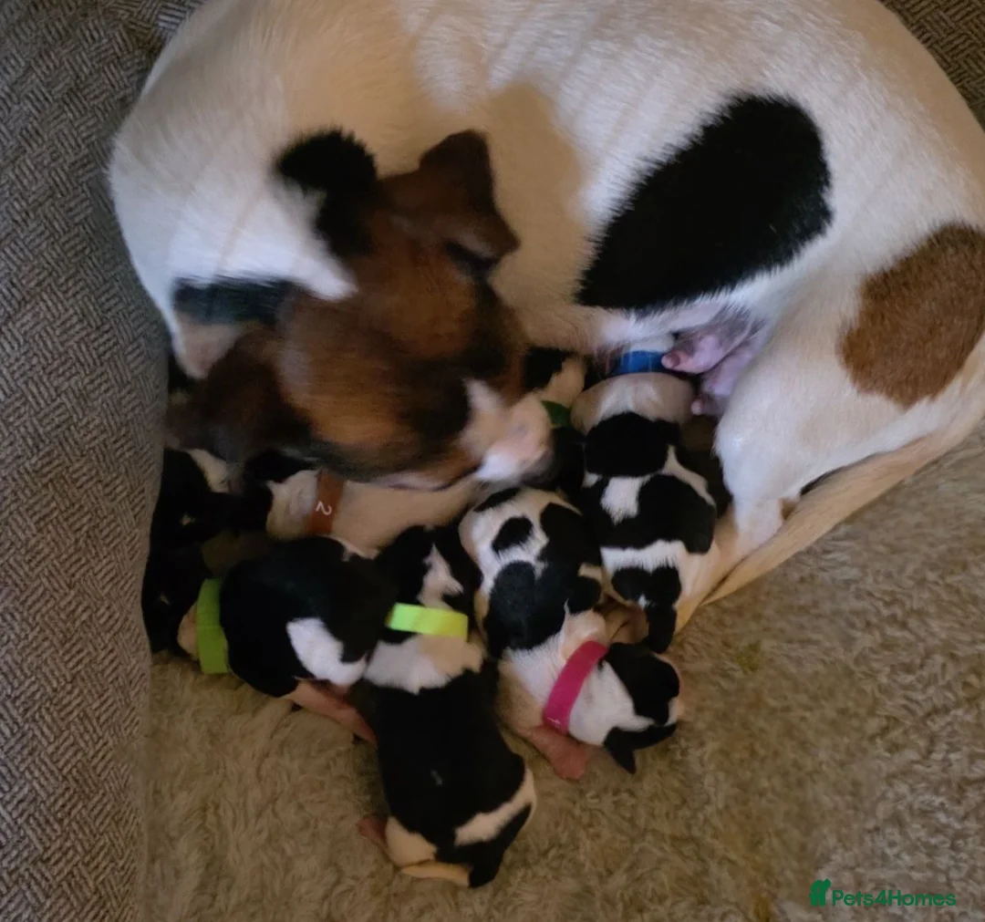 Jack Russell dogs for sale: 7 miniature jack russells  - Advert 1