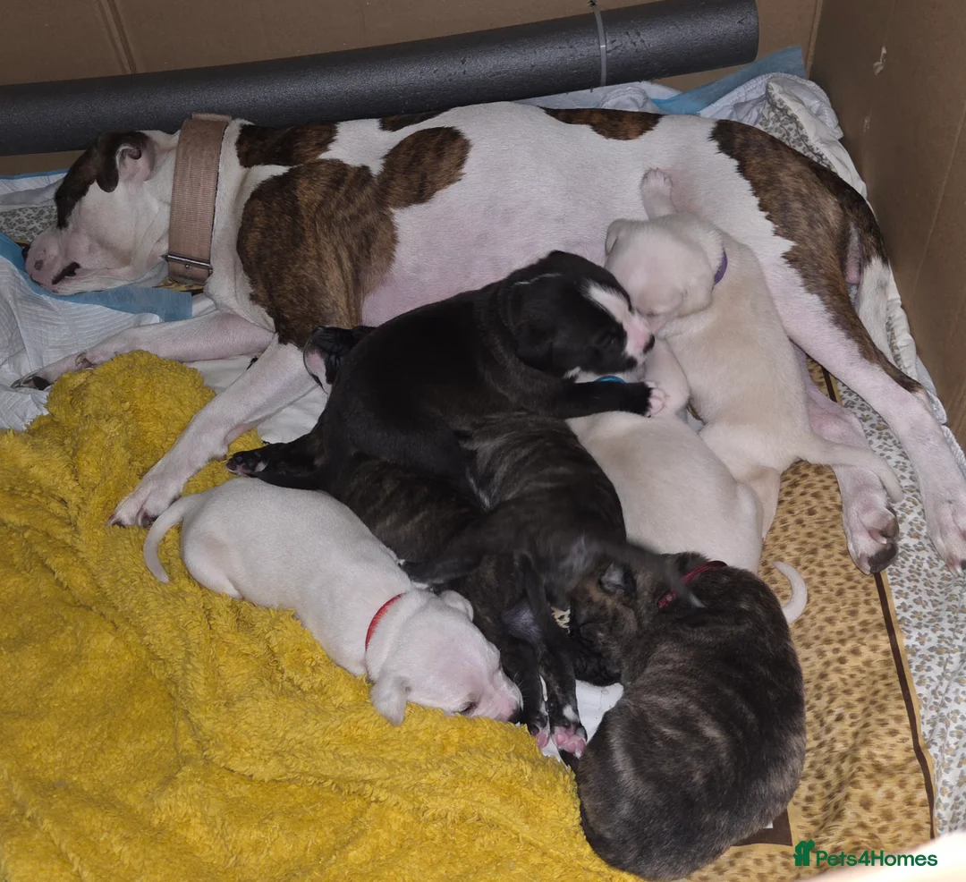 Mixed Breed dogs for sale: cane course + staffy  - Advert 7