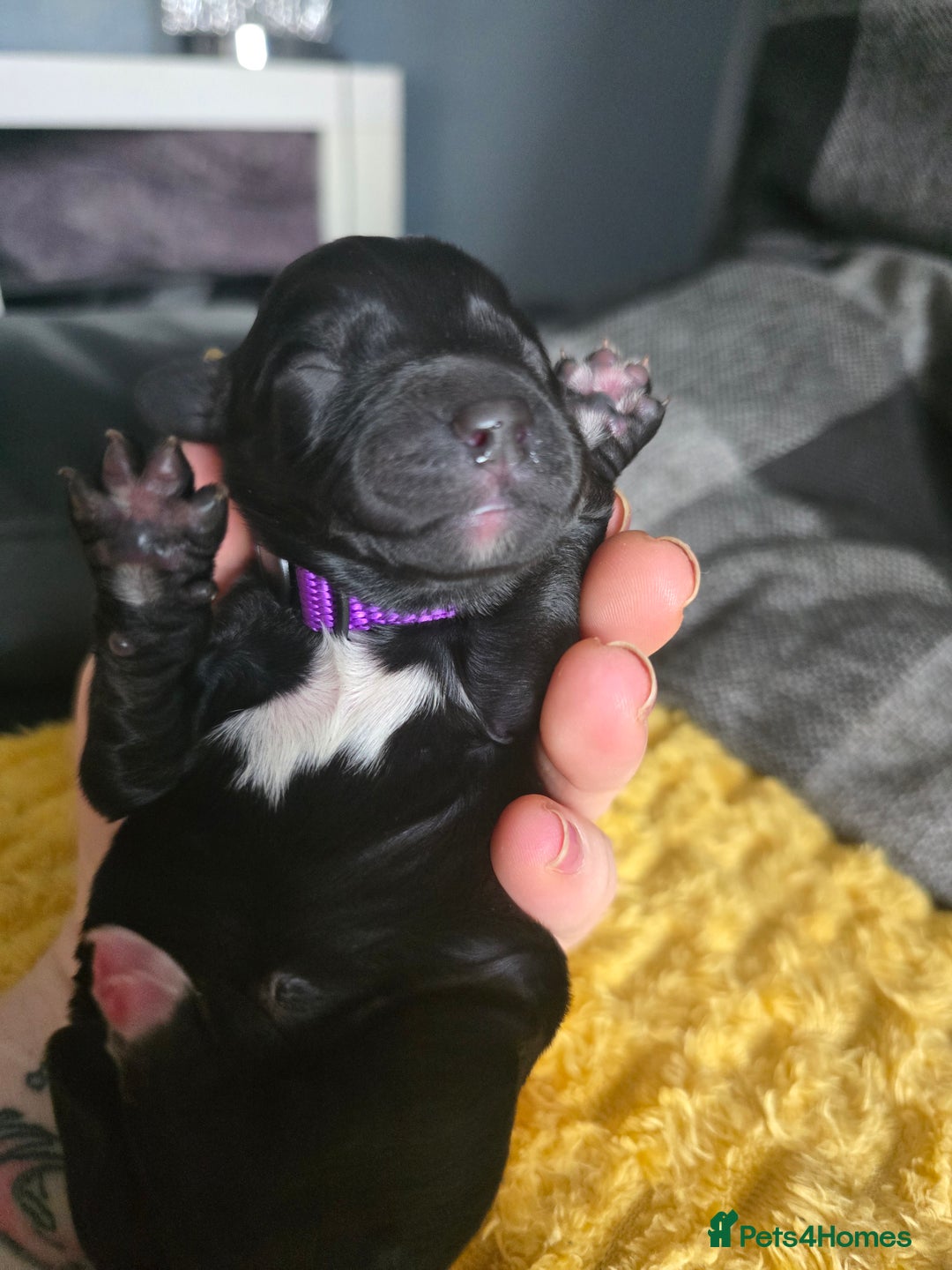 Sproodle dogs for sale: Beautiful F1 sproodle pups  - Image 4
