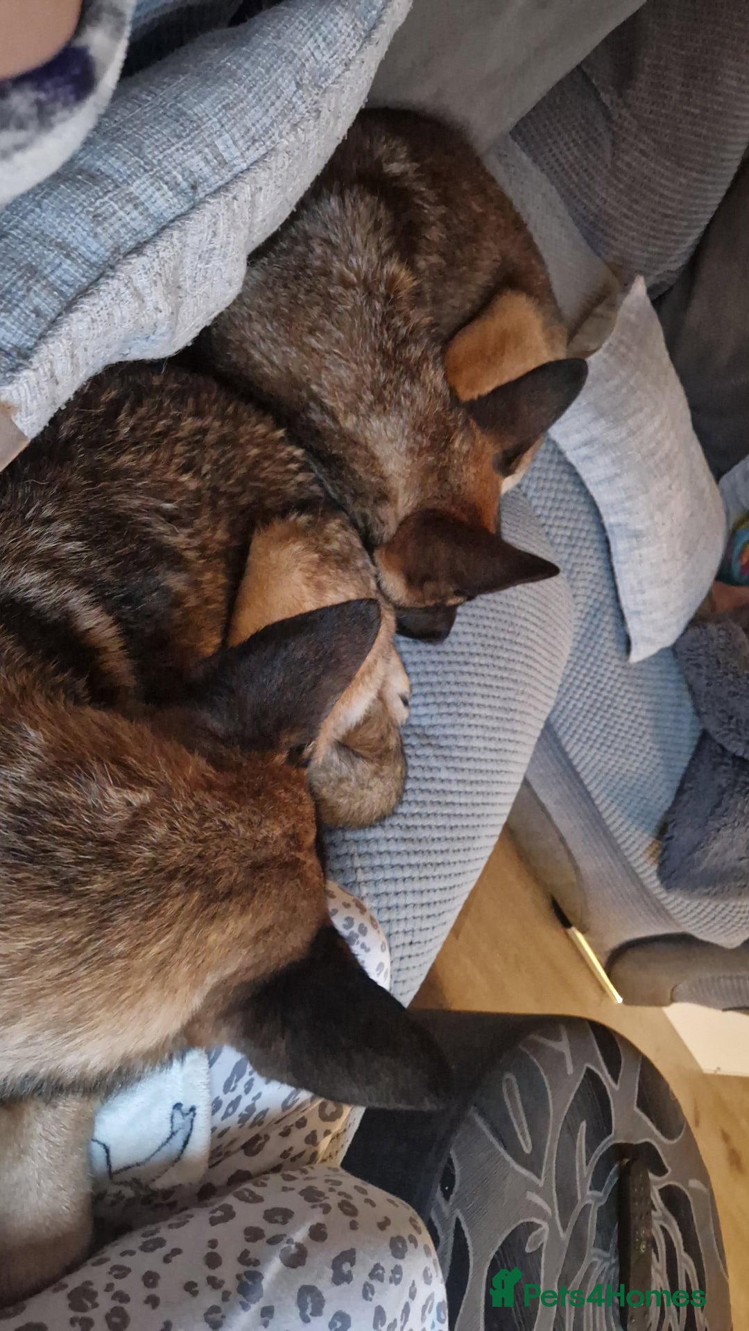 Belgian Shepherd Dog dogs for sale: Sisters  - Advert 2