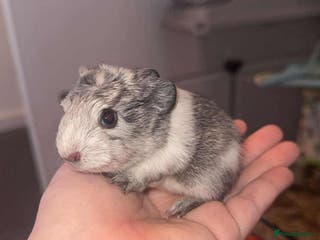 Mixed Breed livestock 3 Guinea pigs - Advert 18