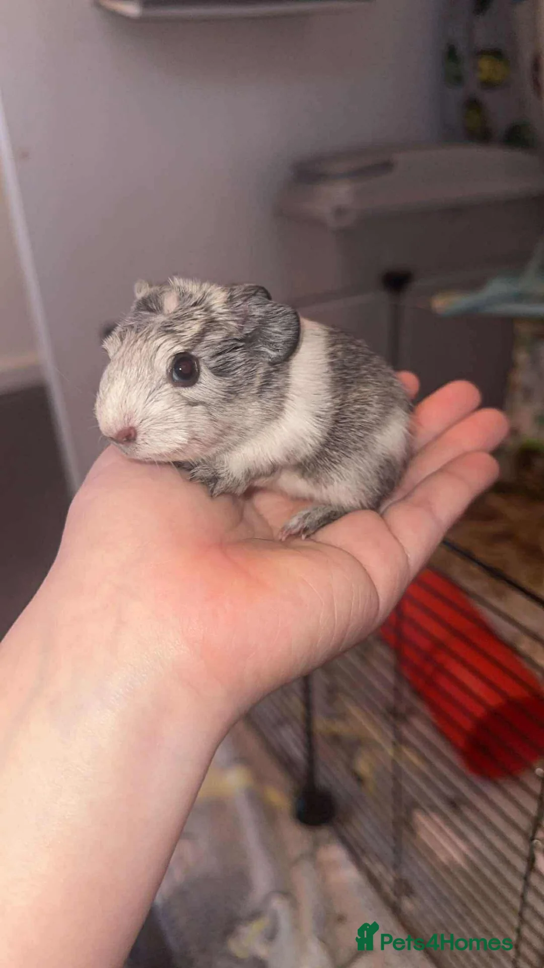 Mixed Breed livestock for sale: 3 Guinea pigs  - Advert 1