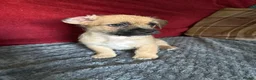 Mixed Breed dogs for sale: Bichon friese x Shih Tzu 3 male 3 female  - Advert 6