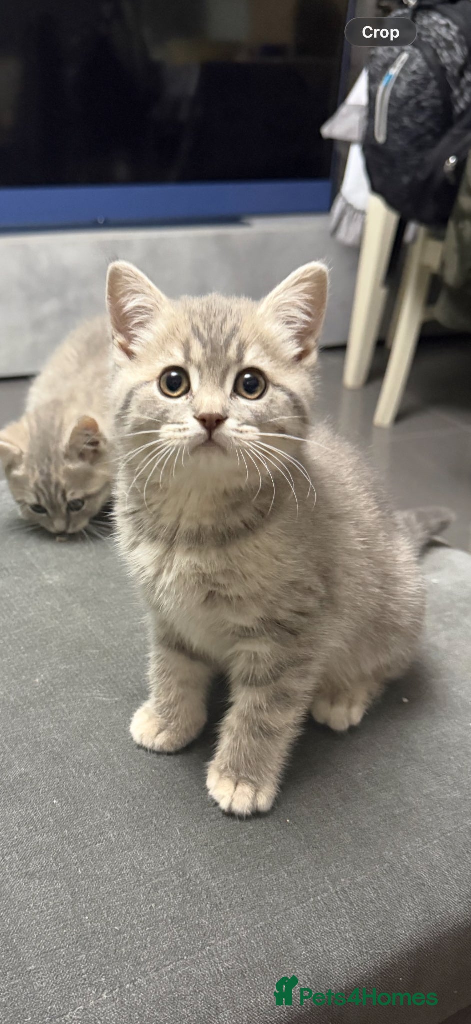 British Shorthair cats Last 2 kitten available  - Advert 1